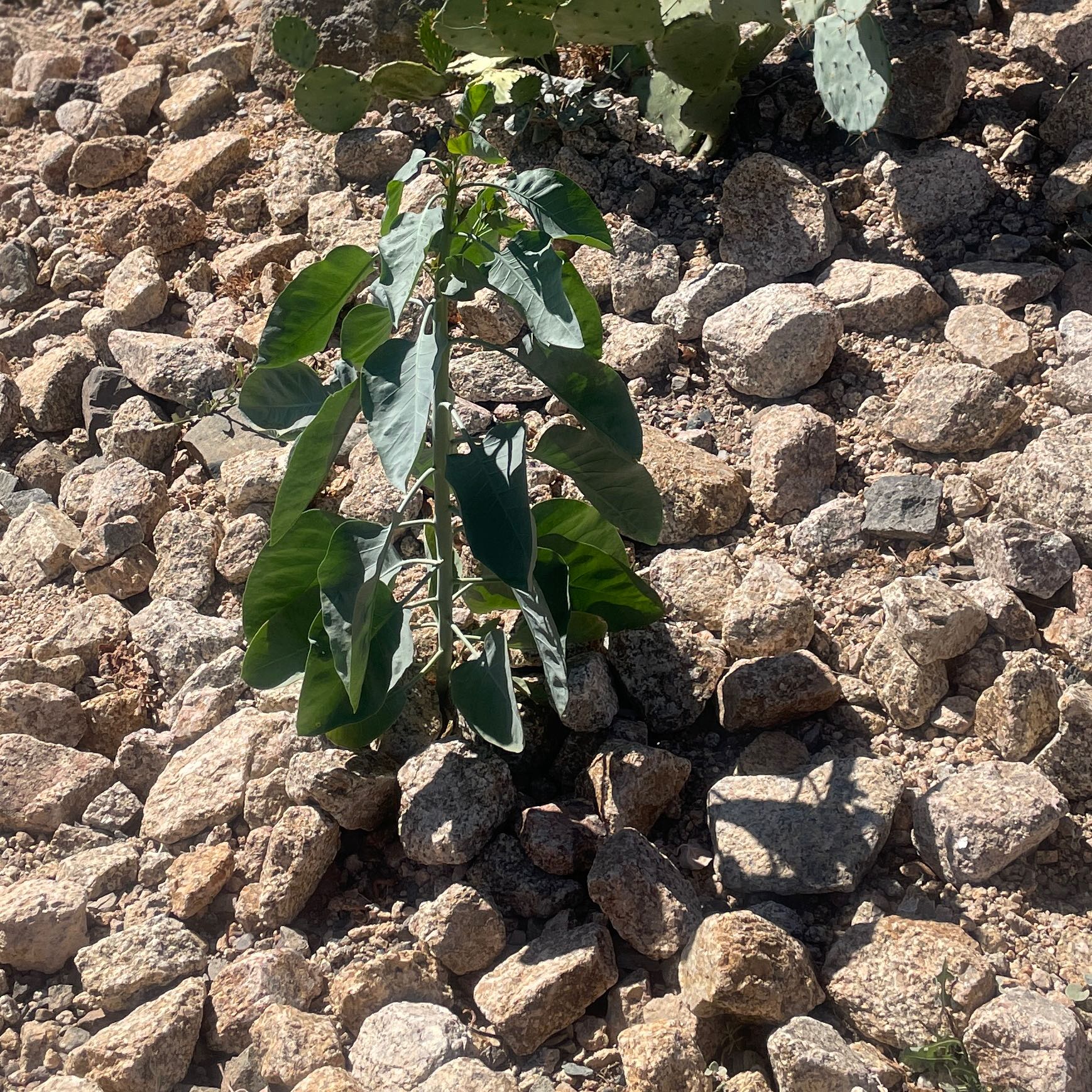 Photo of the plant species Tree Tobacco by @DeanBottlegourd named Wall-E on Greg, the plant care app