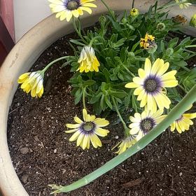 Photo of the plant species Capeweed by @DeanBottlegourd named Clooney on Greg, the plant care app