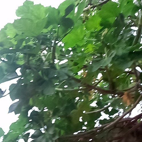 Photo of the plant species African Coral Tree by @YardAngelwing named Orlando Bloom on Greg, the plant care app