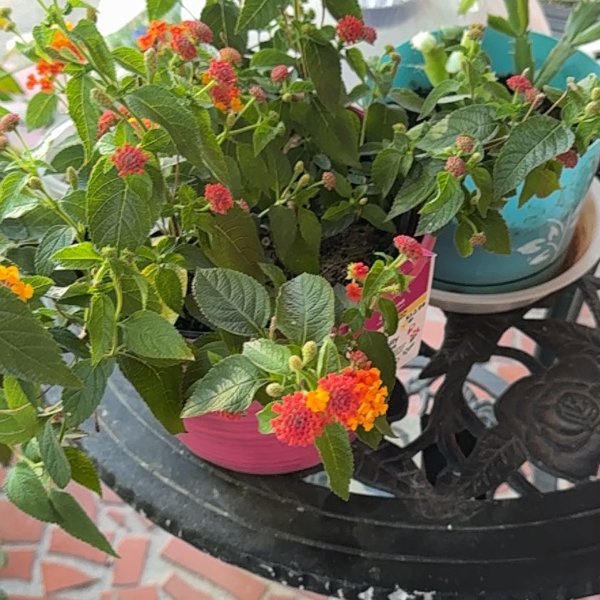 Photo of the plant species Lantana by Patricia named Bigleef Smalls on Greg, the plant care app