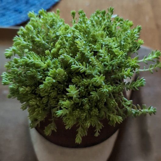 Photo of the plant species Sand Pygmyweed by @FreeKiwiaeonium named Morgan Treeman on Greg, the plant care app