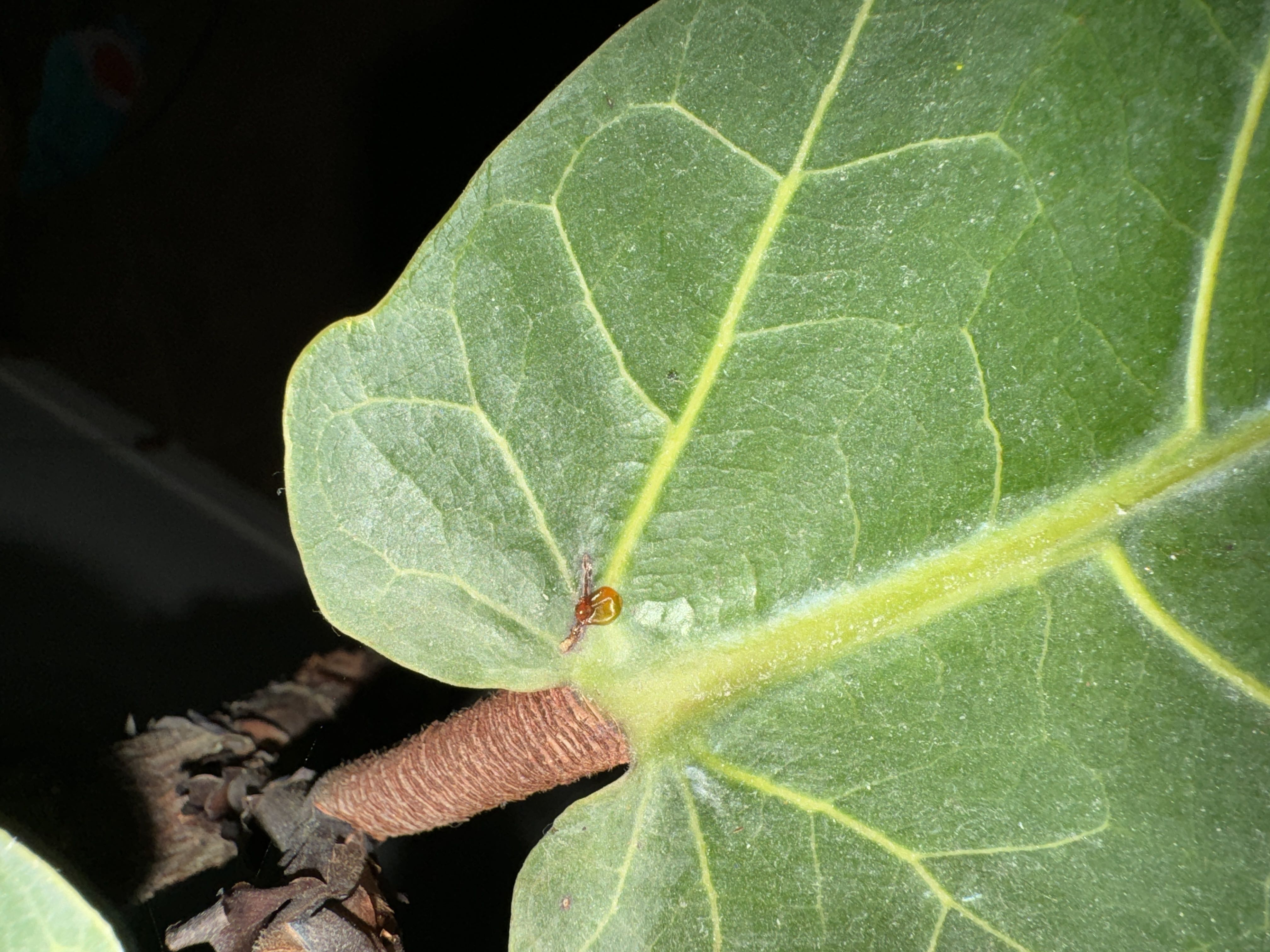 Fiddle fig bugs?
