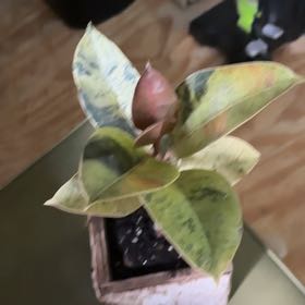 Photo of the plant species Ficus elastica by @HeartyCookspine named Mochi on Greg, the plant care app