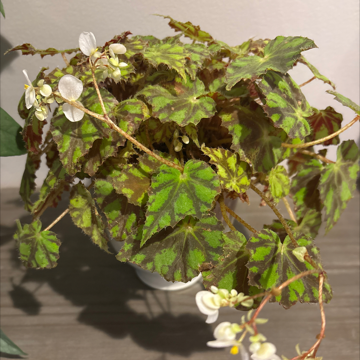 Photo of the plant species Tiger Kitten Begonia by @AdvisableChards named Lola on Greg, the plant care app