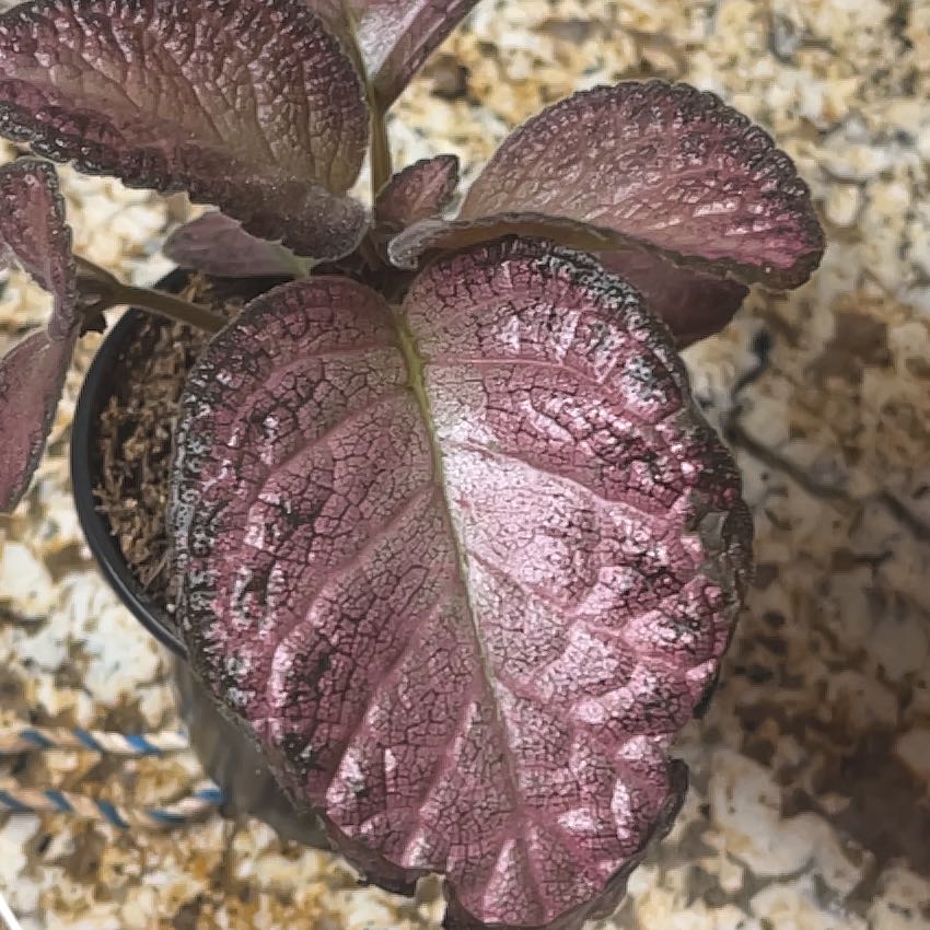 Photo of the plant species Flame Violet by @Venusinvegas named Leaf Erickson on Greg, the plant care app