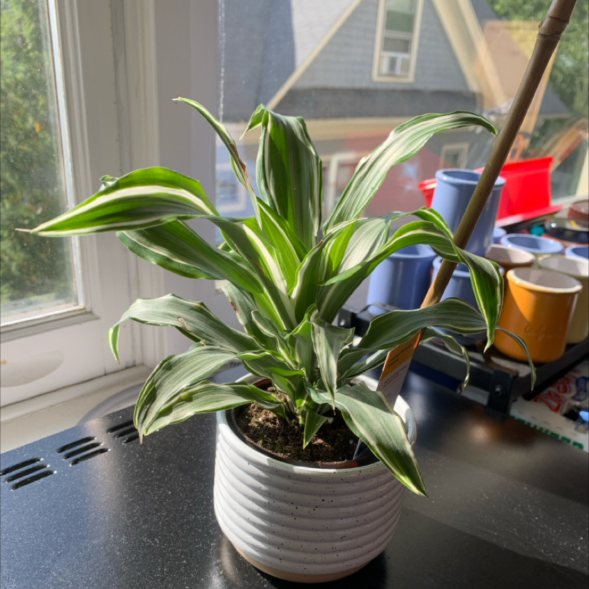 Photo of the plant species Dracaena Goldstar by @ZingGuanacaste named Draco on Greg, the plant care app