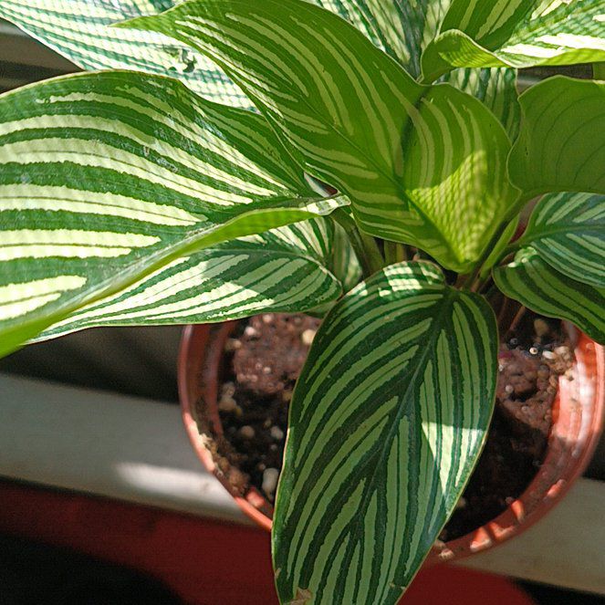 Photo of the plant species Brushstroke calathea by @FreeChickenlips named Harper on Greg, the plant care app