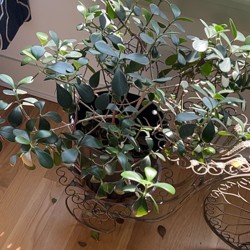 Photo of the plant species Rosea by @CuddlyRoyalfern named Planty Sr. on Greg, the plant care app