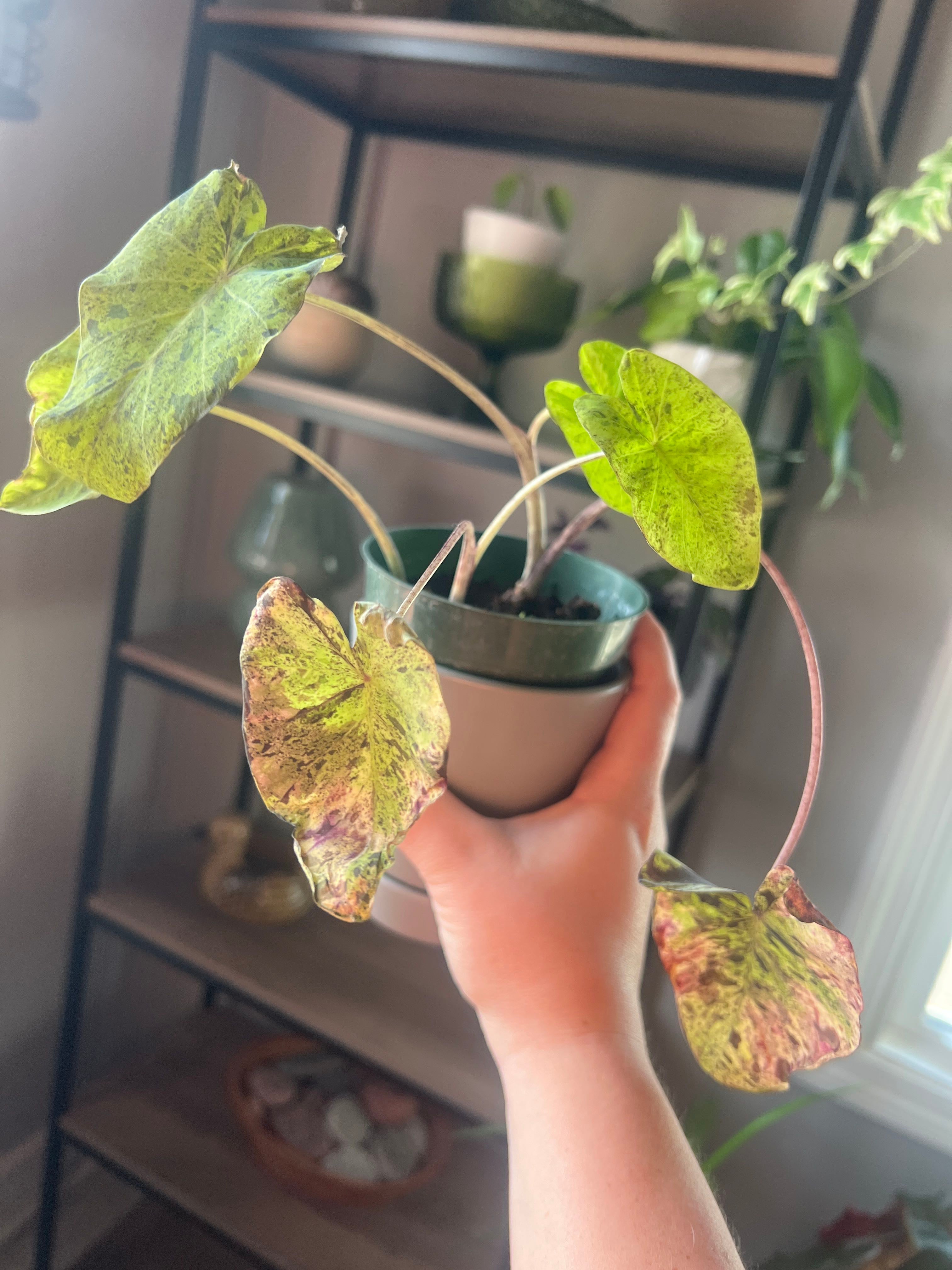 Colocasia 'Black Star' Plant Care Water, Light, Nutrients Greg App 🌱