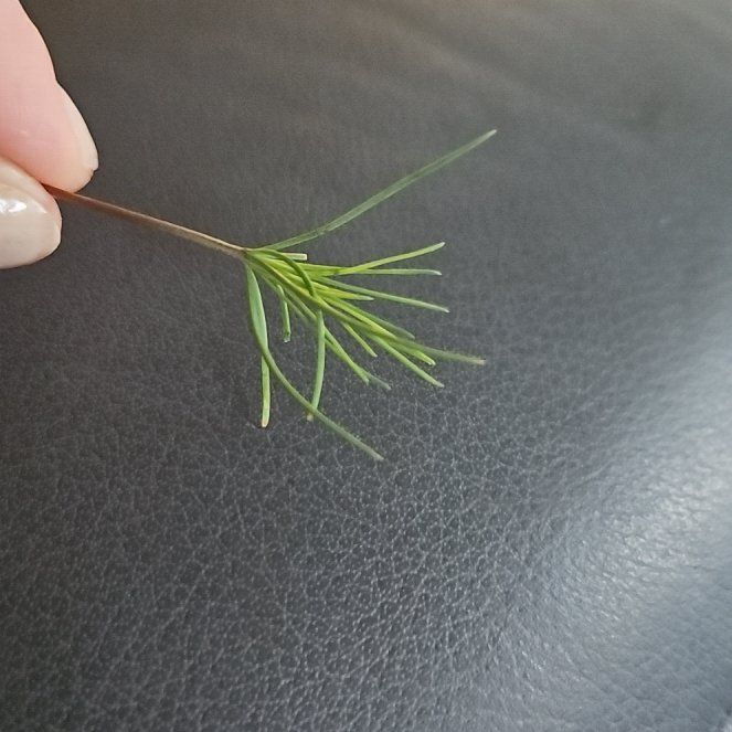 Photo of the plant species Bulbous Bluegrass by @GroovyAraguaney named Forrest on Greg, the plant care app