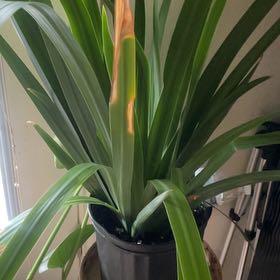 Photo of the plant species Walking Iris by @IconSicklethorn named Eva on Greg, the plant care app