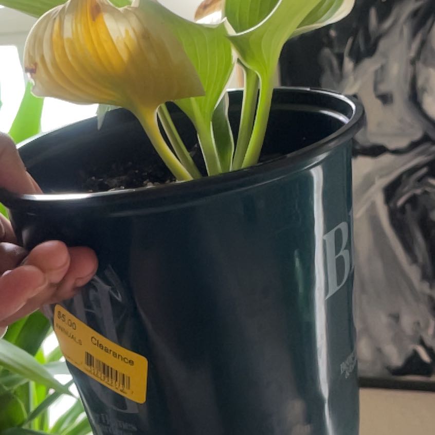 Photo of the plant species Minuteman Hosta by @IconSicklethorn named Fernie Mercury on Greg, the plant care app