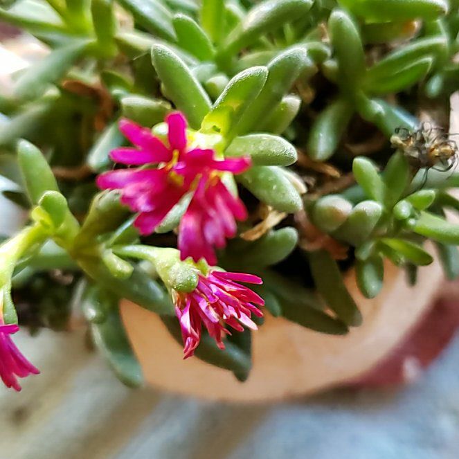 Photo of the plant species Assorted Delosperma by @EarlyShingleoak named Sir Plancelot on Greg, the plant care app