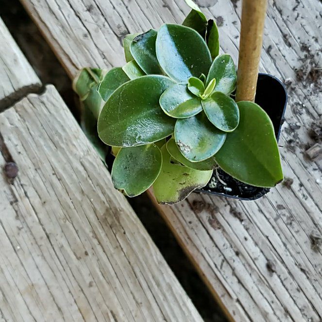 Photo of the plant species Peperomia by @EarlyShingleoak named Kobe on Greg, the plant care app