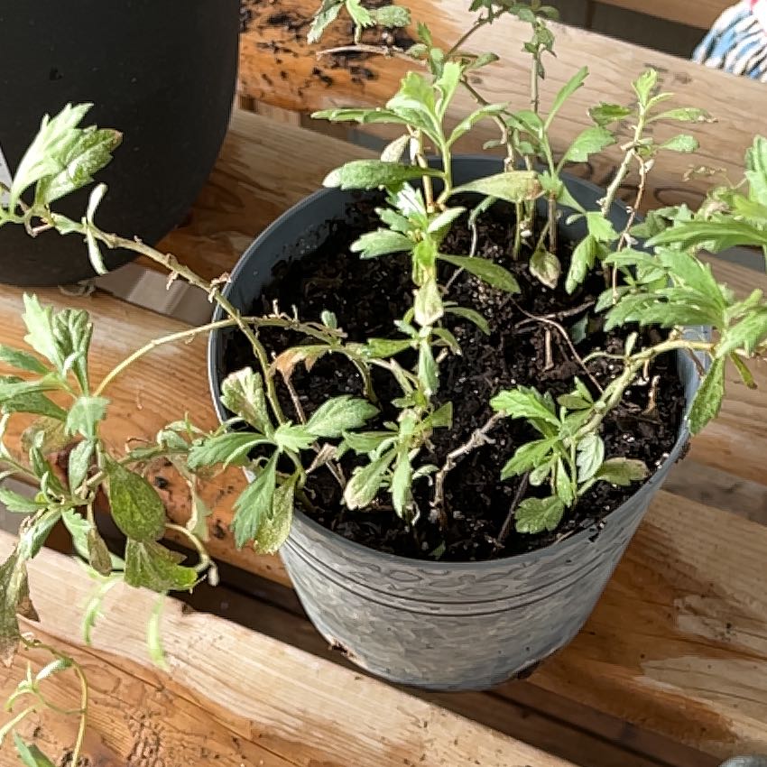 Photo of the plant species Western Mugwort by @GuardianVetiver named Donald on Greg, the plant care app