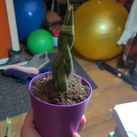 Photo of the plant species Braided Snake Plant, Mother-in-laws Tongue by @PrimeWildcelery named Navajo on Greg, the plant care app
