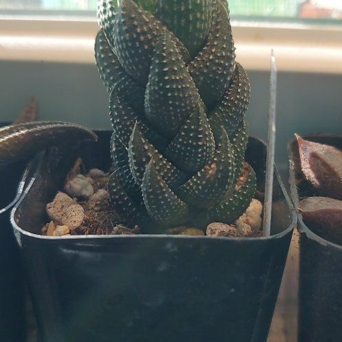 Photo of the plant species Haworthia coarctata f. conspicua by @Maxine0598 named Hades on Greg, the plant care app
