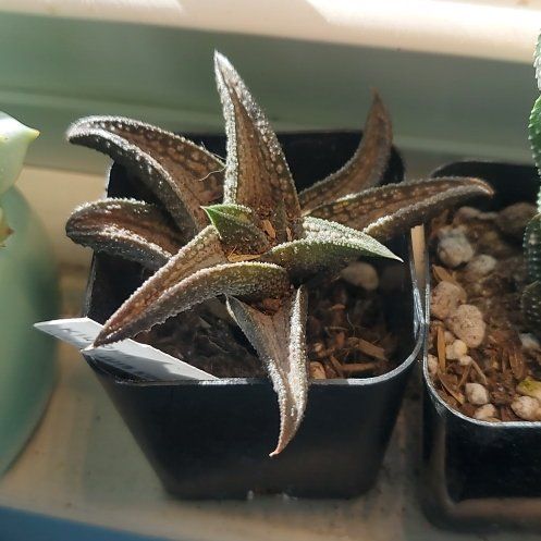 Photo of the plant species Haworthia koelmaniorum by @Maxine0598 named Makoto on Greg, the plant care app