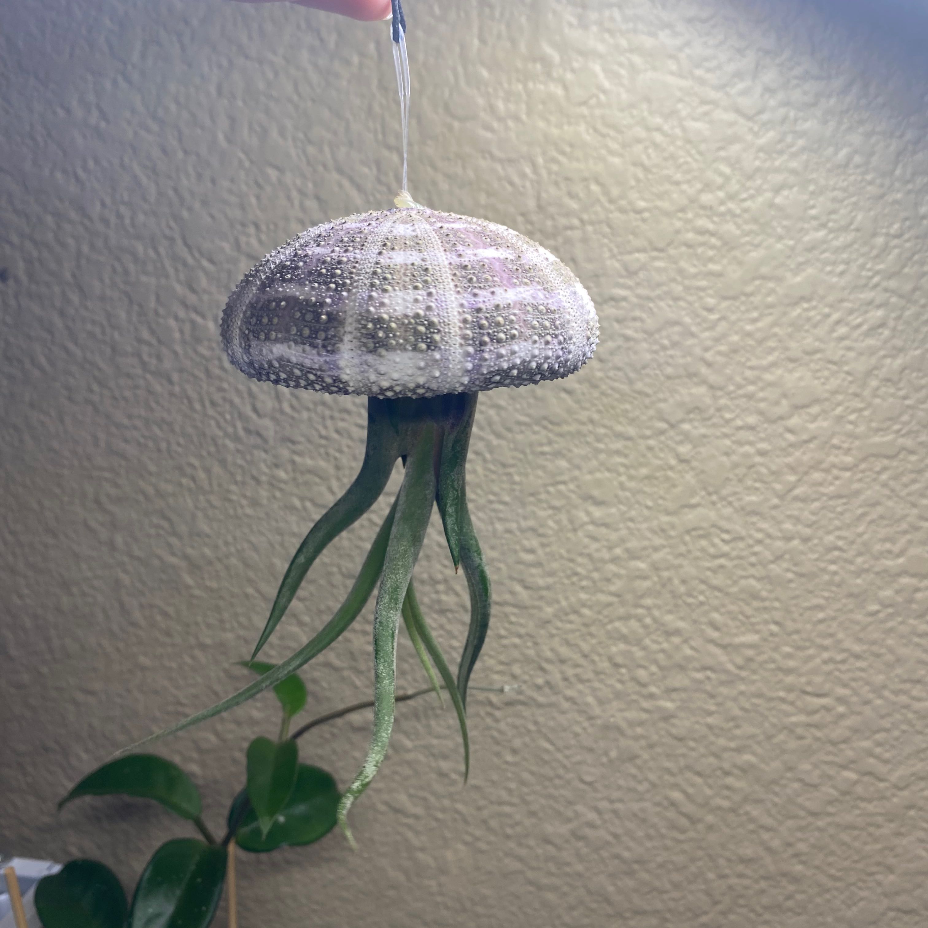 Photo of the plant species Twisted Air Plant by @RichlySunbright named Gates on Greg, the plant care app