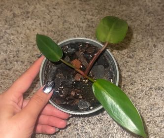 Photo of the plant species Red Emerald Philodendron by @RichlySunbright named Drake on Greg, the plant care app