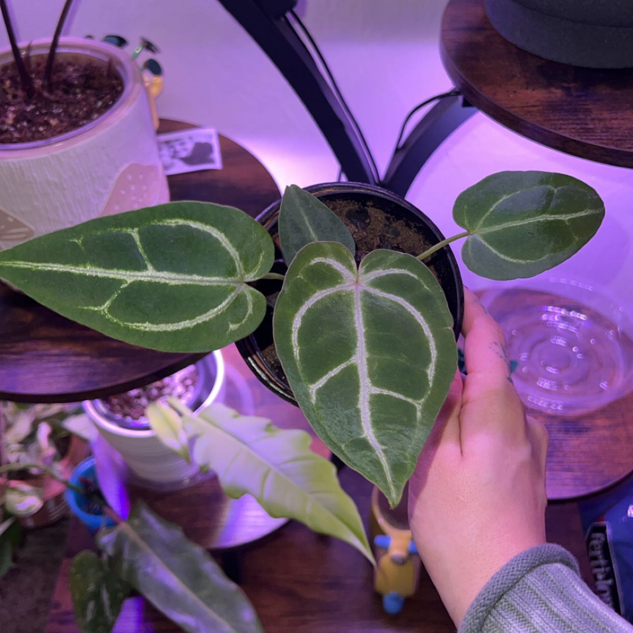 Photo of the plant species Anthurium Dark Form Crystallinum X Magnificum by @RichlySunbright named Gomez on Greg, the plant care app
