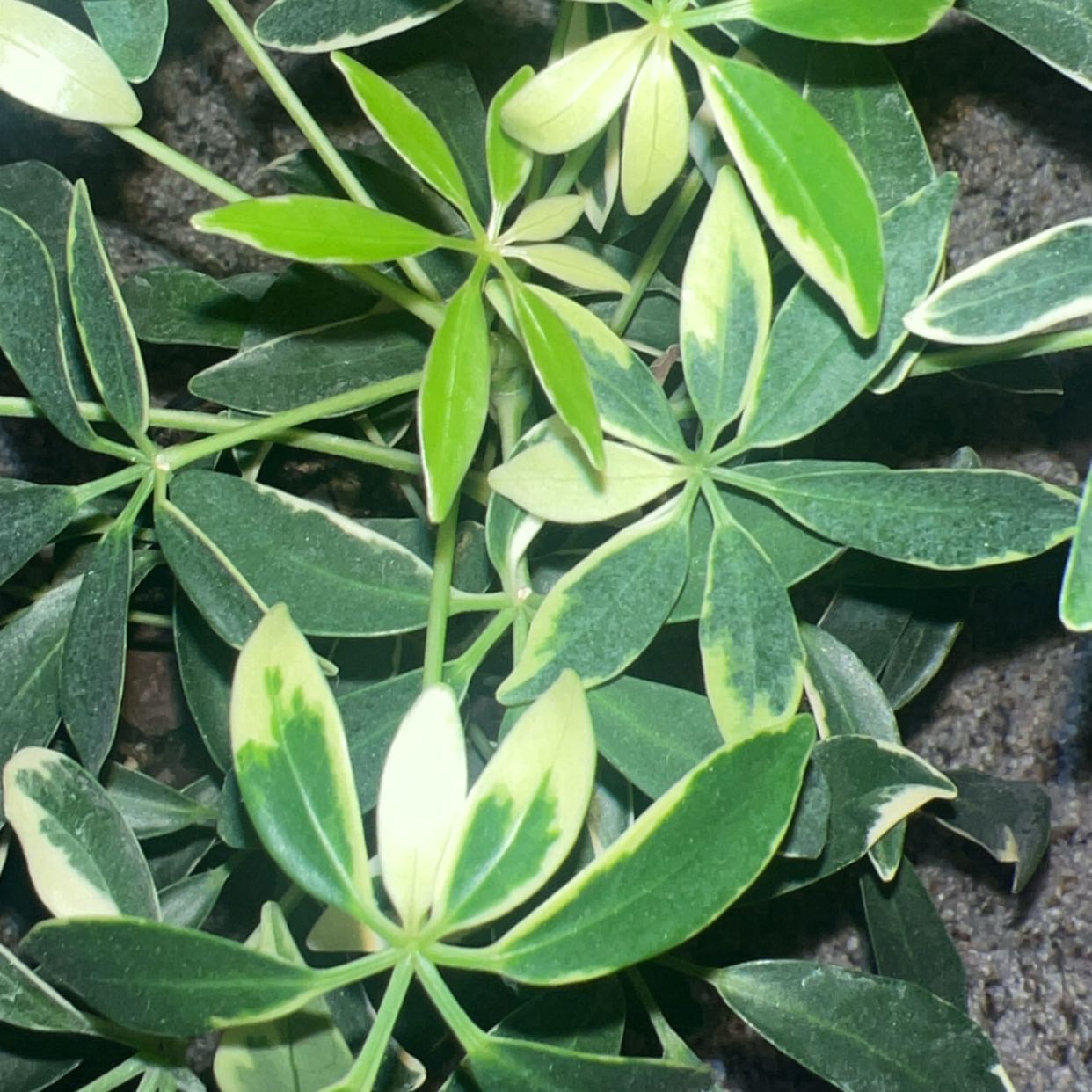 Photo of the plant species Variegated Dwarf Umbrella Tree by @RichlySunbright named Bieber on Greg, the plant care app