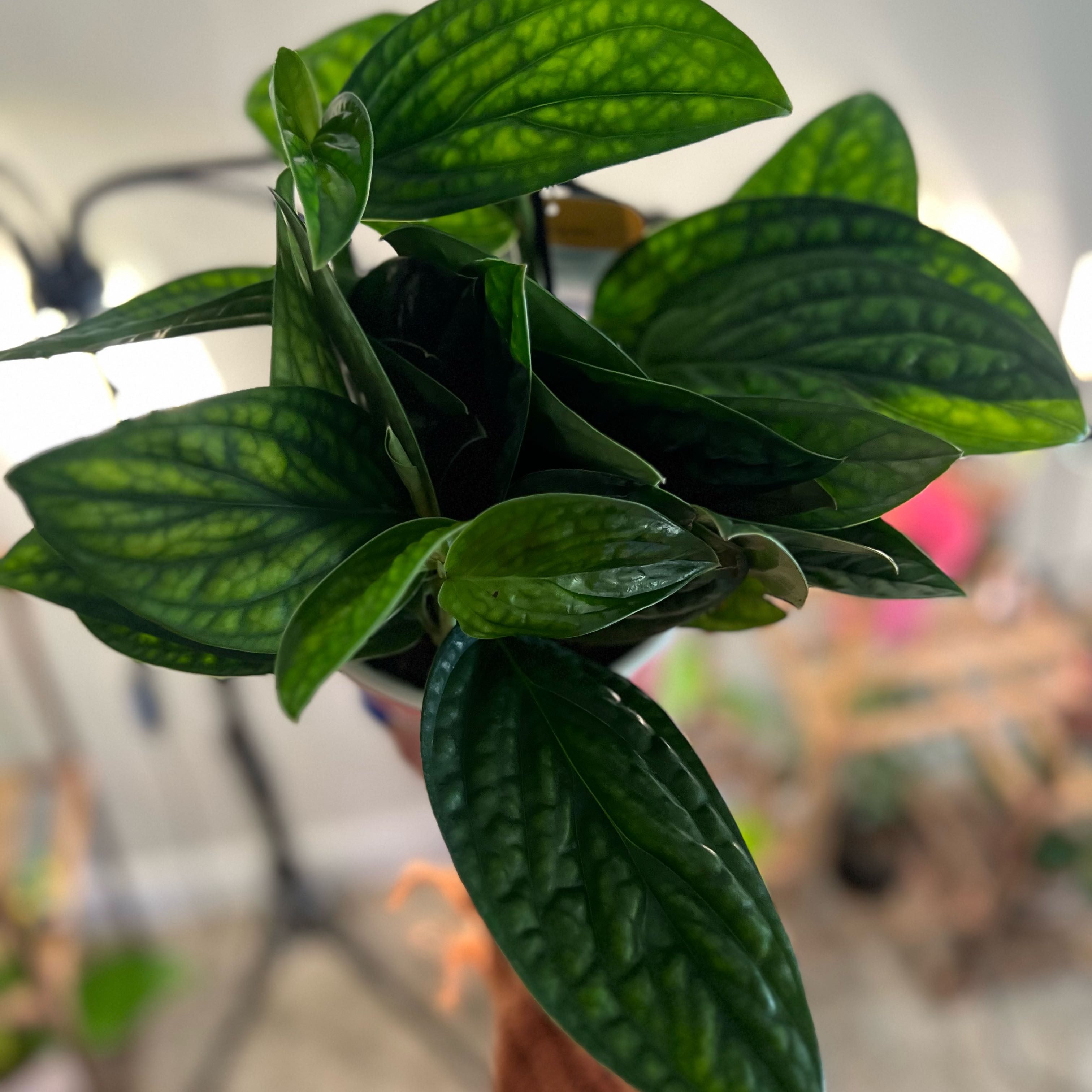 Photo of the plant species Alexa by @RichlySunbright named Khaleesi on Greg, the plant care app