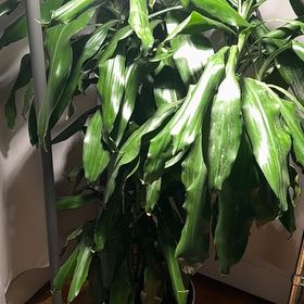 Photo of the plant species Draceana Marley by @ZealousPlain named Leonardo on Greg, the plant care app