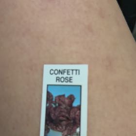Photo of the plant species Confetti Rose by @Lady_Jojo973 named Stella on Greg, the plant care app