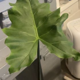 Photo of the plant species Golden Dragon by @DrivenBabytoes named Dolores on Greg, the plant care app
