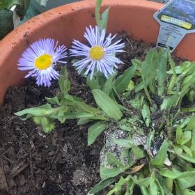 Photo of the plant species Aspen Fleabane by @VividWaiuatua named Sanders on Greg, the plant care app