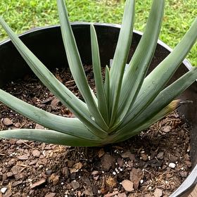 Photo of the plant species Fan Aloe by @SwellPowderpuff named Ronaldo on Greg, the plant care app