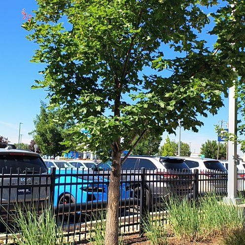 Photo of the plant species Tulip Poplar by @UpfrontZelkova named Tolkien on Greg, the plant care app