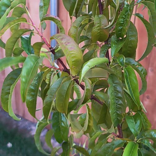Photo of the plant species Peach Tree by @UpfrontZelkova named Peter Parker on Greg, the plant care app