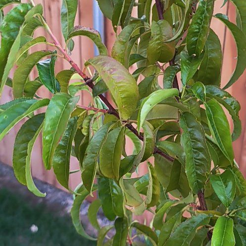 Photo of the plant species Peach Tree by @UpfrontZelkova named Walt on Greg, the plant care app