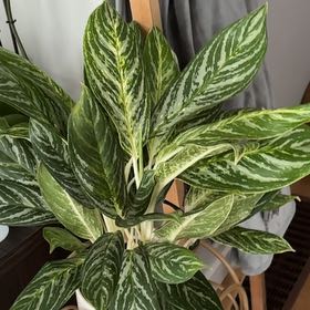 Photo of the plant species Aglaonema 'Madonna' by @emjam named Salad on Greg, the plant care app