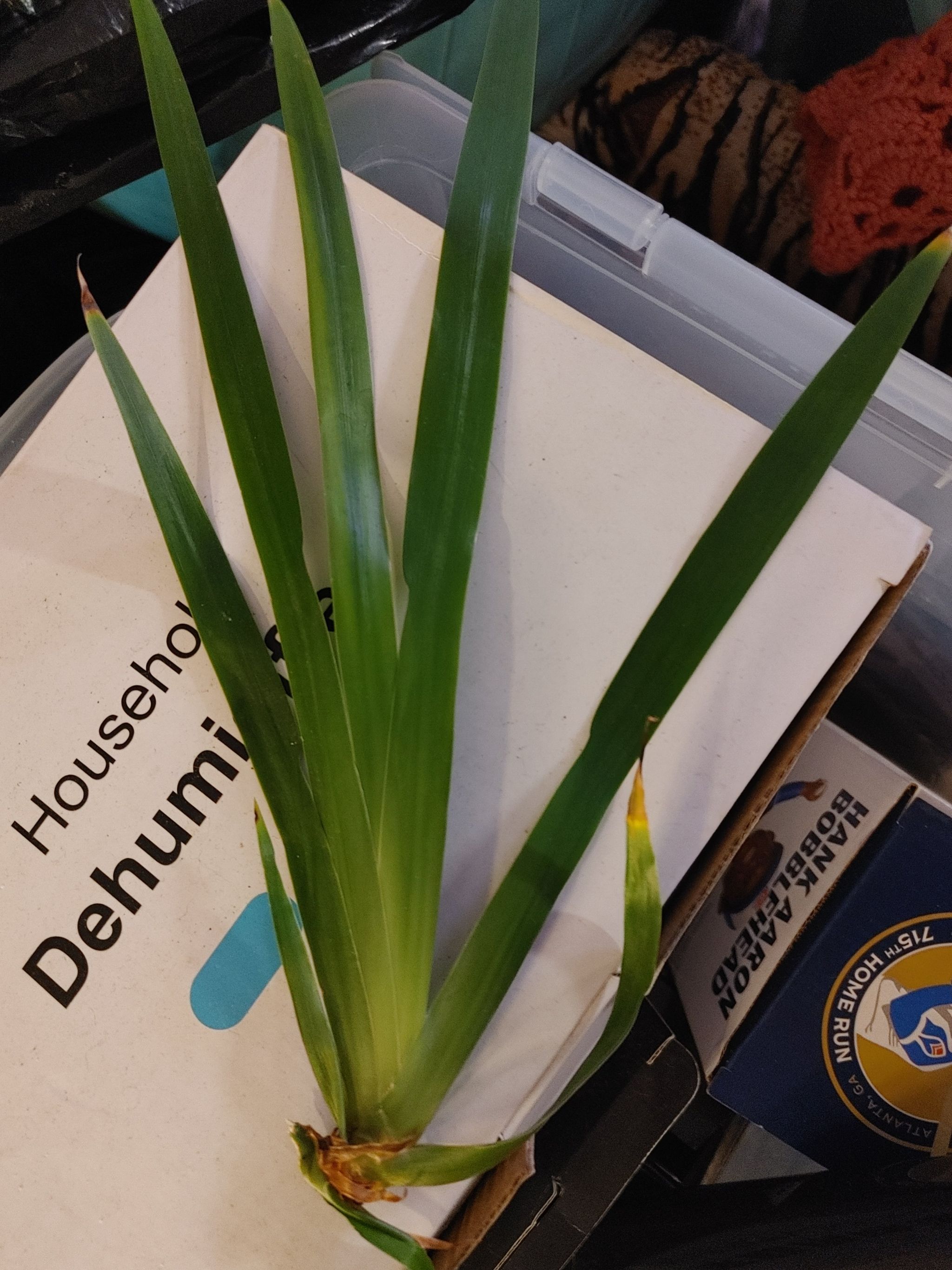 Photo of the plant species Walking Iris by @SightlyFoxgrape named Mochi on Greg, the plant care app