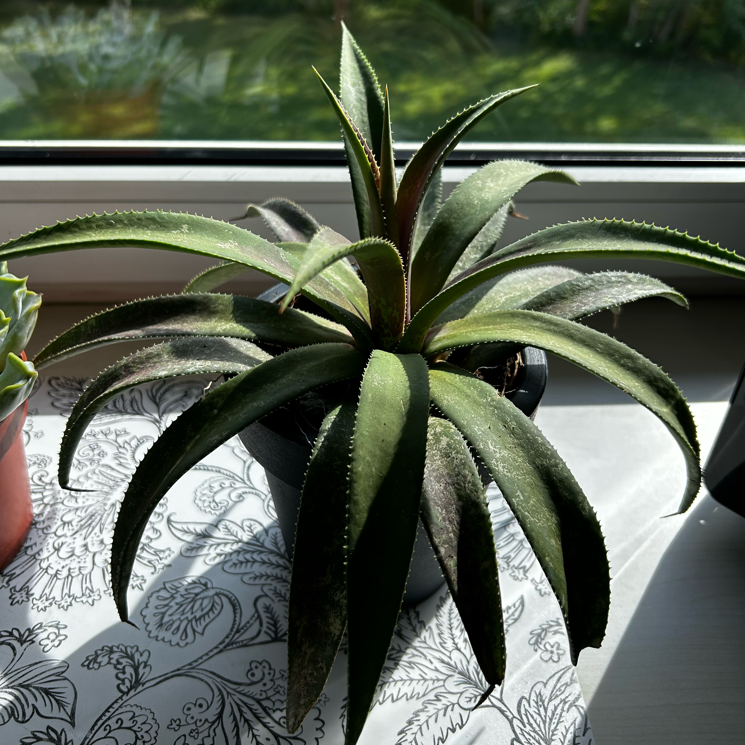 Photo of the plant species Mangave 'Navajo Princess' by @Jopsel94 named Princess on Greg, the plant care app