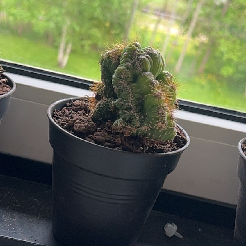 Photo of the plant species Crested Peruvian Apple Cactus by @Jopsel94 named Curie on Greg, the plant care app