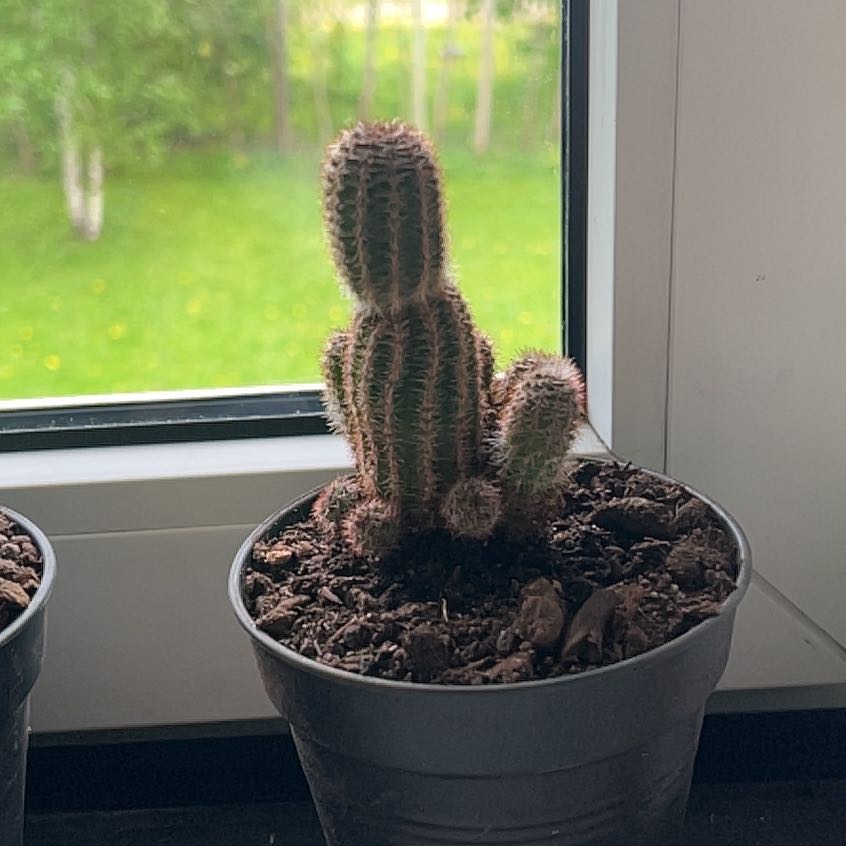 Photo of the plant species Peanut Cactus by @Jopsel94 named Morgan on Greg, the plant care app