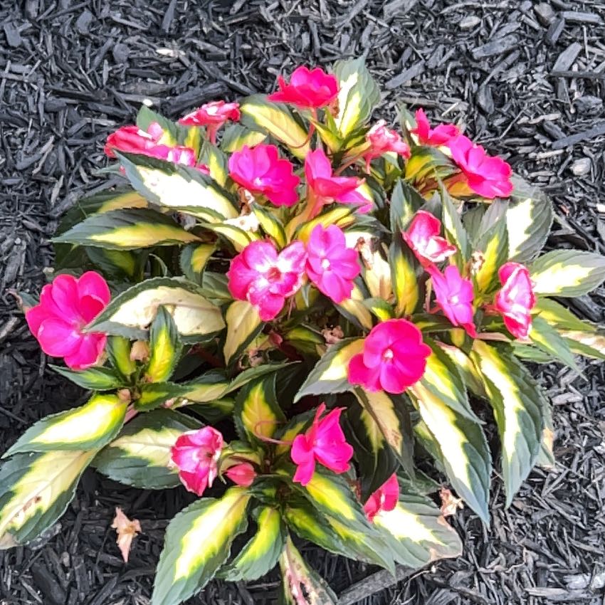Photo of the plant species SunPatiens Compact Tropical Rose by @SupernalPinoak named Harmony on Greg, the plant care app