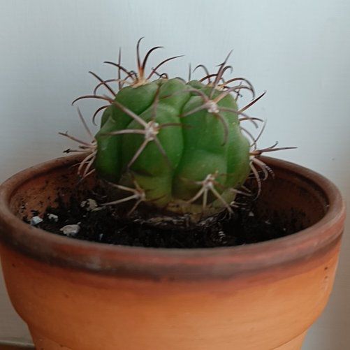 Photo of the plant species Gymnocalycium pflanzii by @GoodSugarvine named Harper on Greg, the plant care app