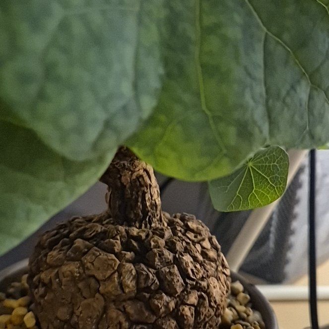 Photo of the plant species Stephania suberosa by @StainlessSalal named Hemingway on Greg, the plant care app