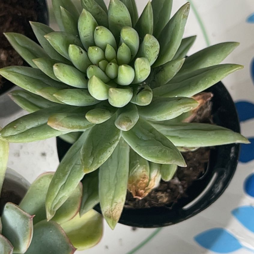 Photo of the plant species Bright Green Dudleya by @FabPequinpepper named Lavender on Greg, the plant care app