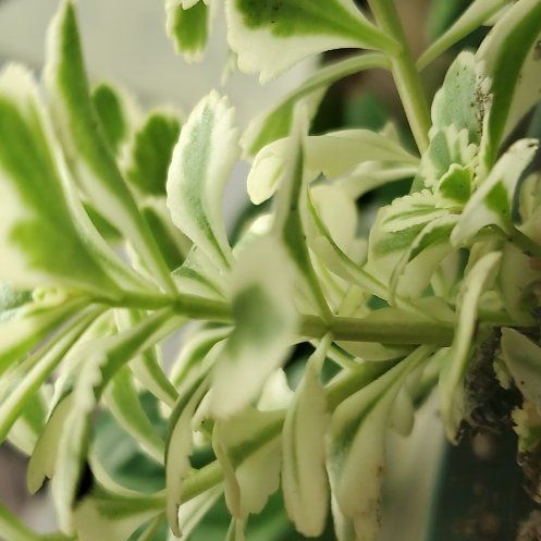 Photo of the plant species American Parsley Fern by @WillDesertrose named Leaf Erickson on Greg, the plant care app