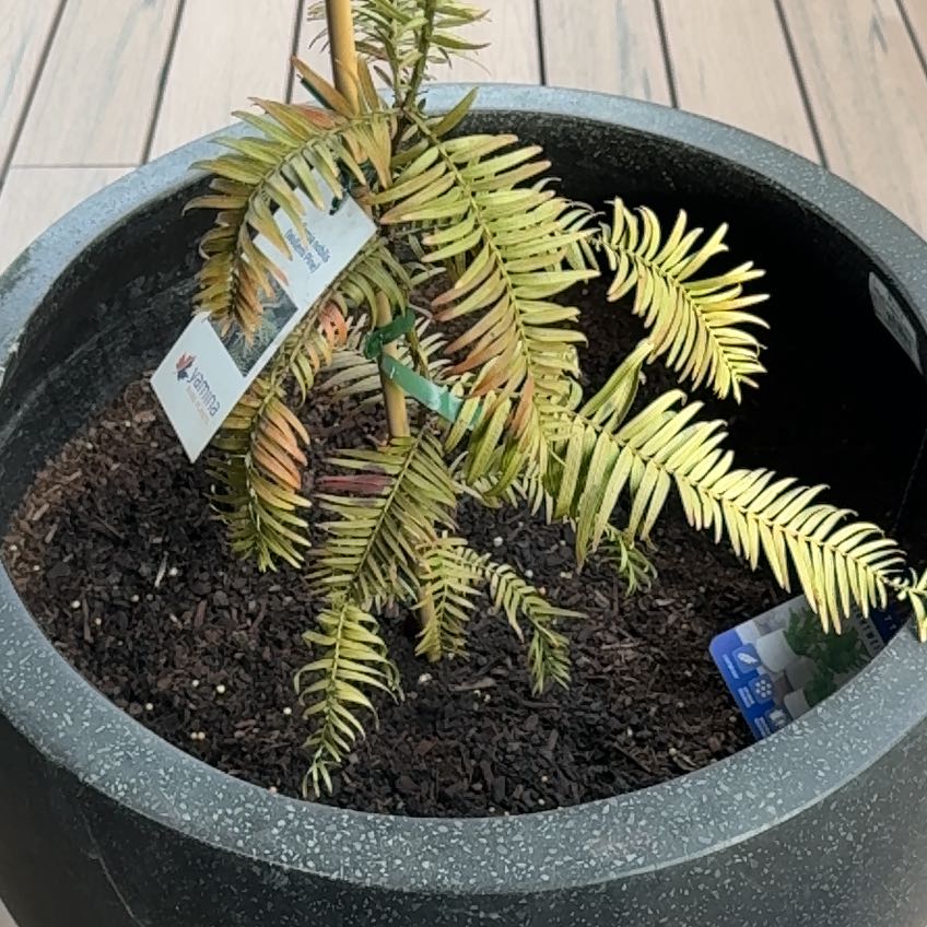 Photo of the plant species Wollemi Pine by @LoyalLionsmane named Rexy on Greg, the plant care app