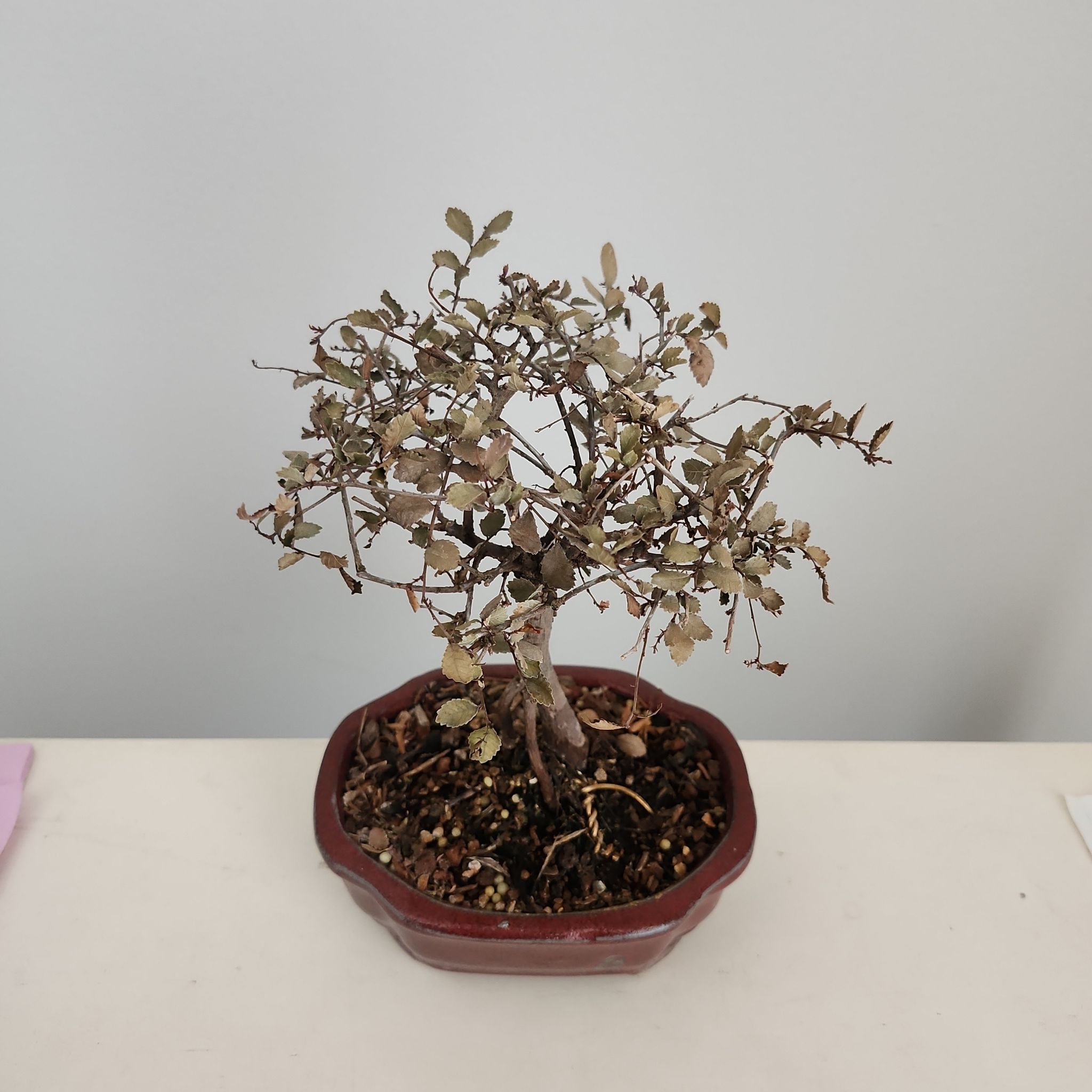 Yue