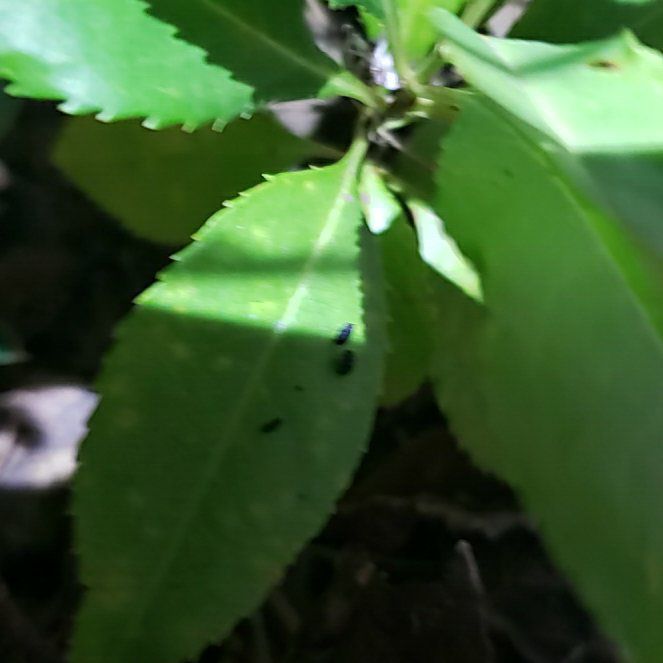 Photo of the plant species Mahoe by @WinHebestricta named Lola on Greg, the plant care app