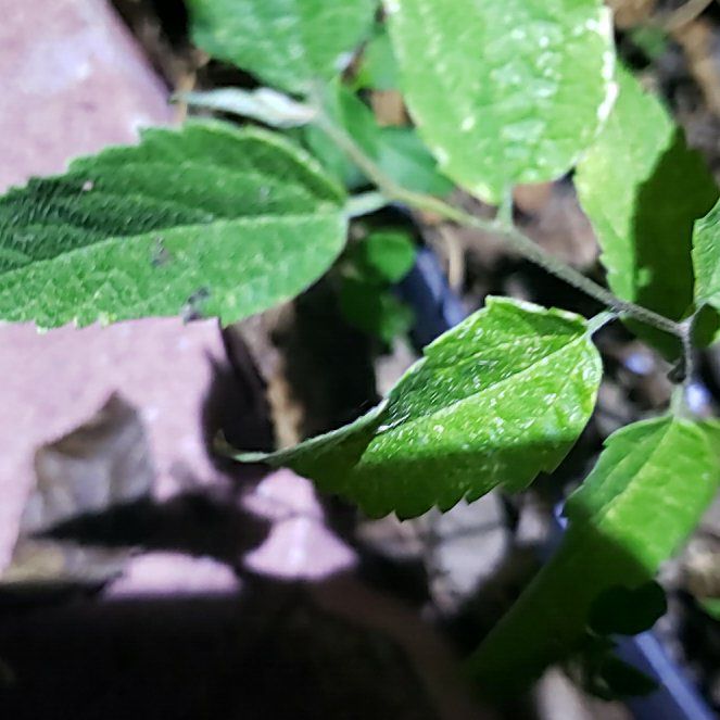 Photo of the plant species European Hackberry by @WinHebestricta named Spike Leaves on Greg, the plant care app