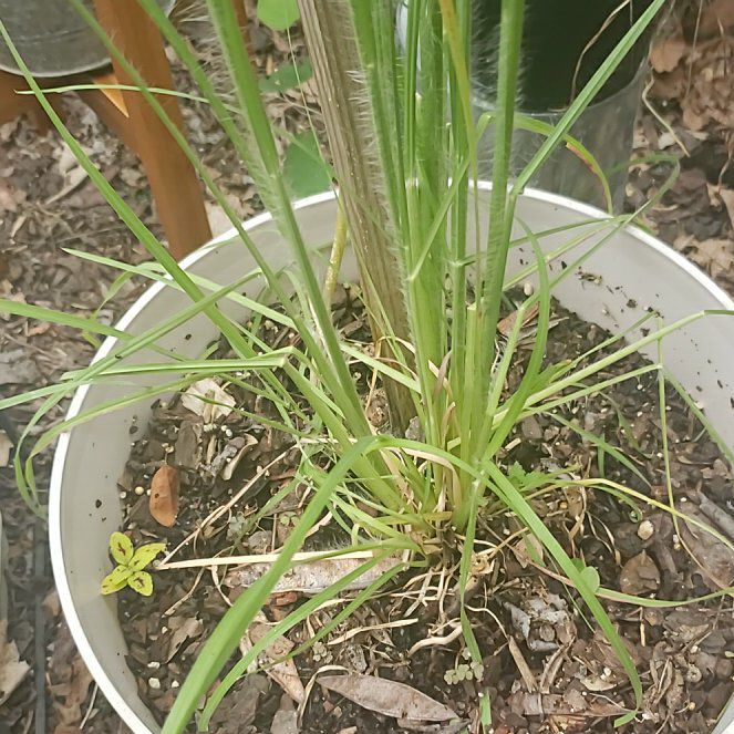 Photo of the plant species Chinese Chives by @WinHebestricta named Luna on Greg, the plant care app